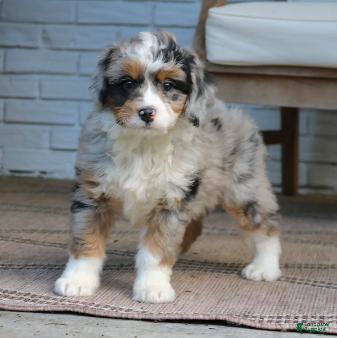 Mini Bernedoodle dogs for sale: Gigi  - Ad 4