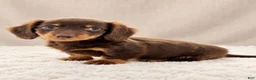 Miniature Dachshund dogs for sale: Miniature Dachshund 5 - Ad 4
