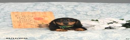 Miniature Dachshund dogs for sale: Prince   - Ad 5