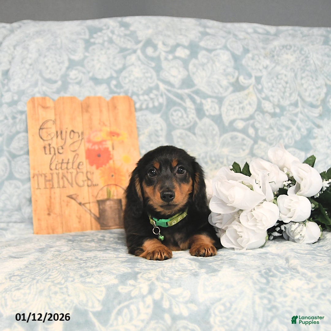 Miniature Dachshund dogs for sale: Prince   - Ad 5