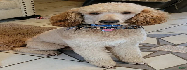 Teddy