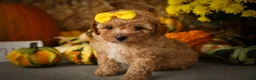 Miniature Poodle dogs for sale: Jimbo💙 - Ad 3