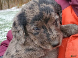 Mixed Breed dogs - Ad 26