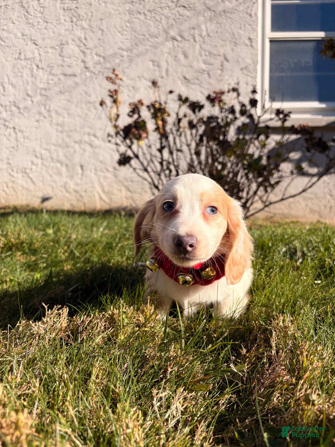 Miniature Dachshund dogs for sale: Maximillian  - Ad 5