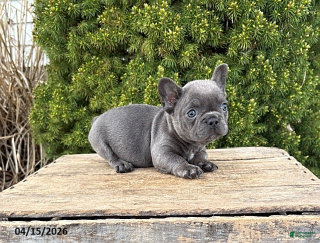 French Bulldog dogs Gus - Ad 2