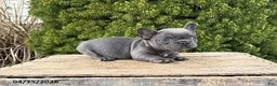 French Bulldog dogs for sale: Gus - Ad 2