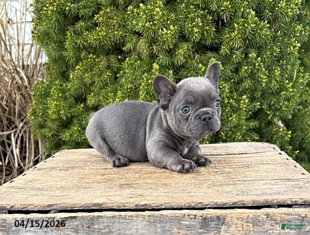 French Bulldog dogs for sale: Gus - Ad 2