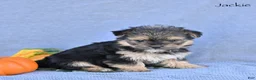 Morkie dogs for sale: Jackie - Ad 3