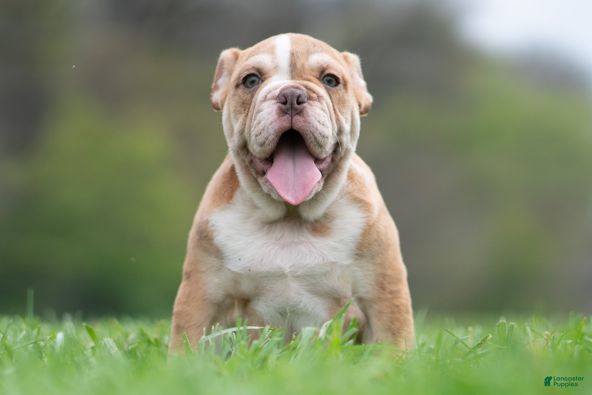 English Bulldog dogs Jinko - Ad 2