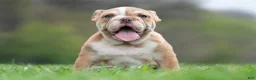 English Bulldog dogs for sale: Jinko - Ad 2