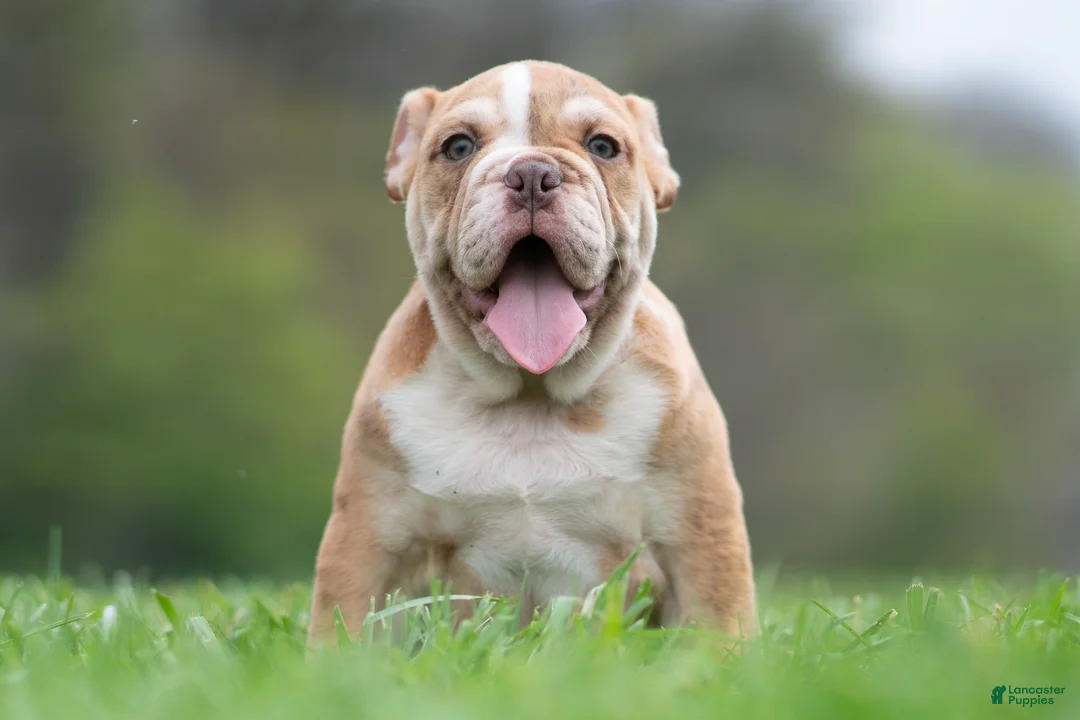 English Bulldog dogs for sale: Jinko - Ad 2