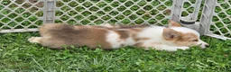 Welsh Corgi Pembroke dogs for sale: Beautiful Bentley  - Ad 12