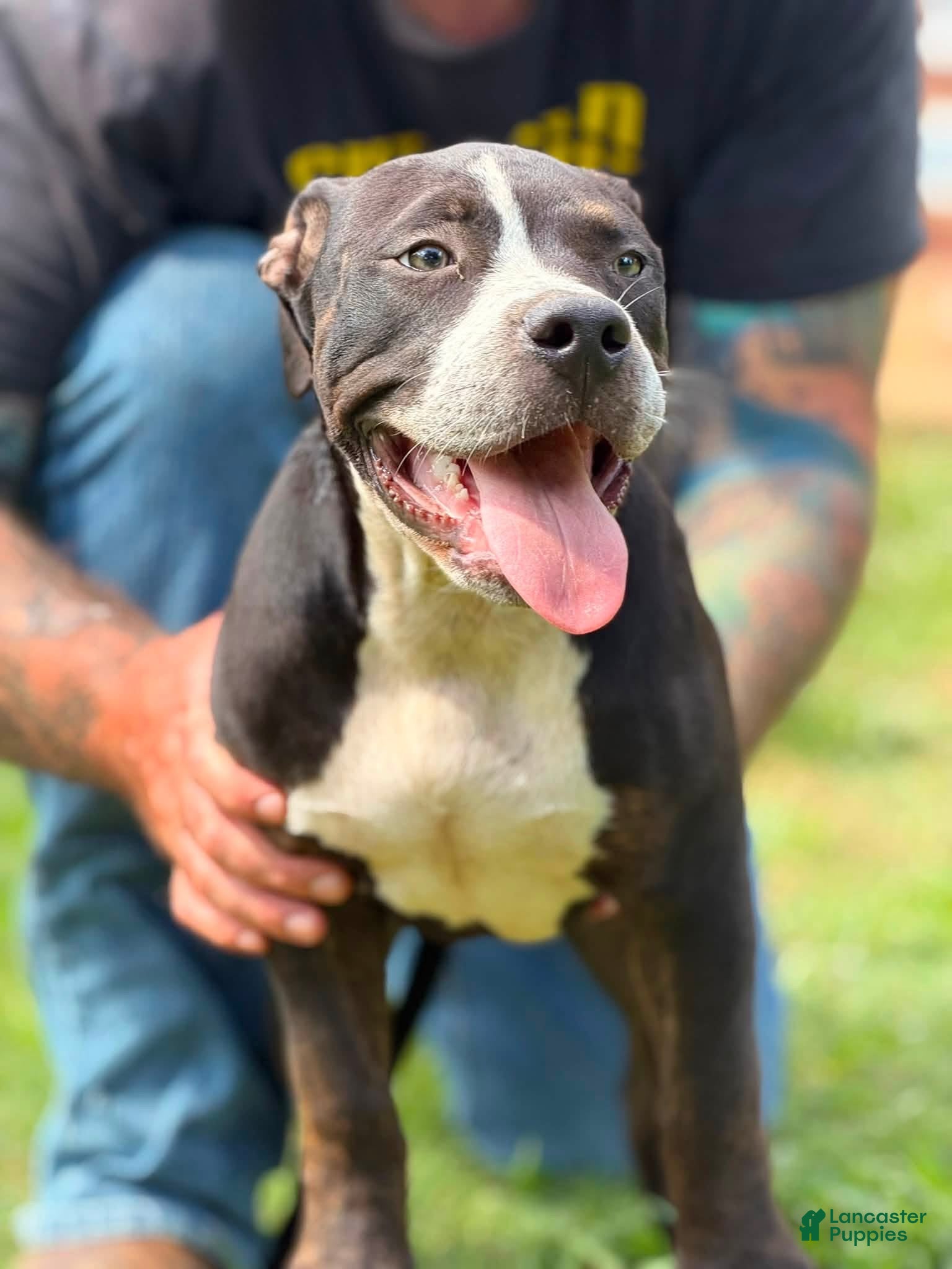 American Bully dogs American Bully 2 - Ad 1
