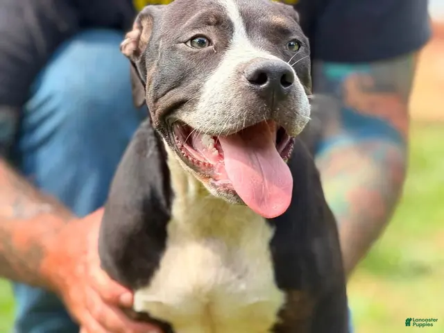 American Bully dogs for sale: American Bully 2 - Ad 1