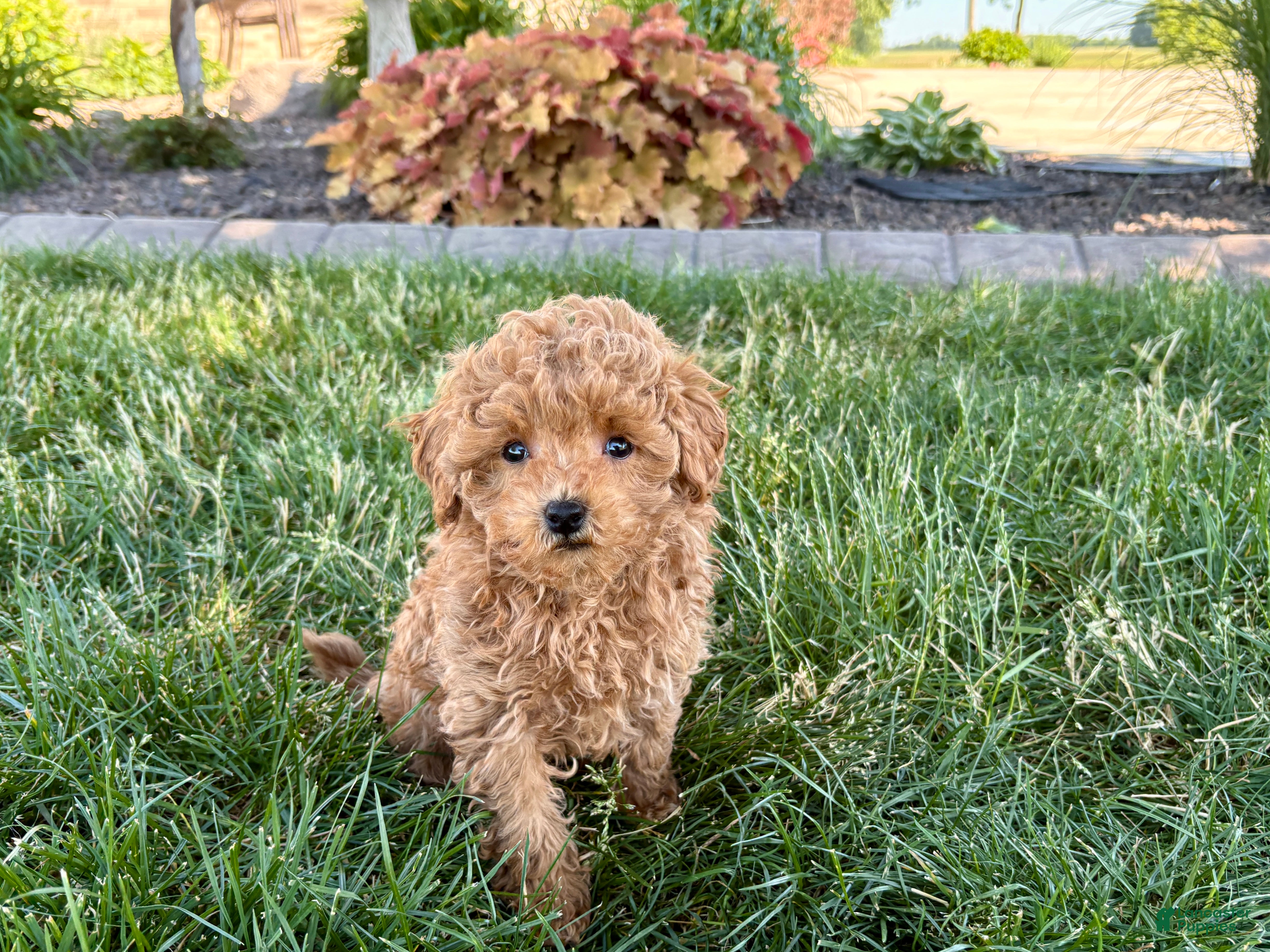 Maltipoo dogs for sale: Ada - Ad 7