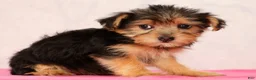 Yorkiepoo dogs for sale: Molly - Ad 3