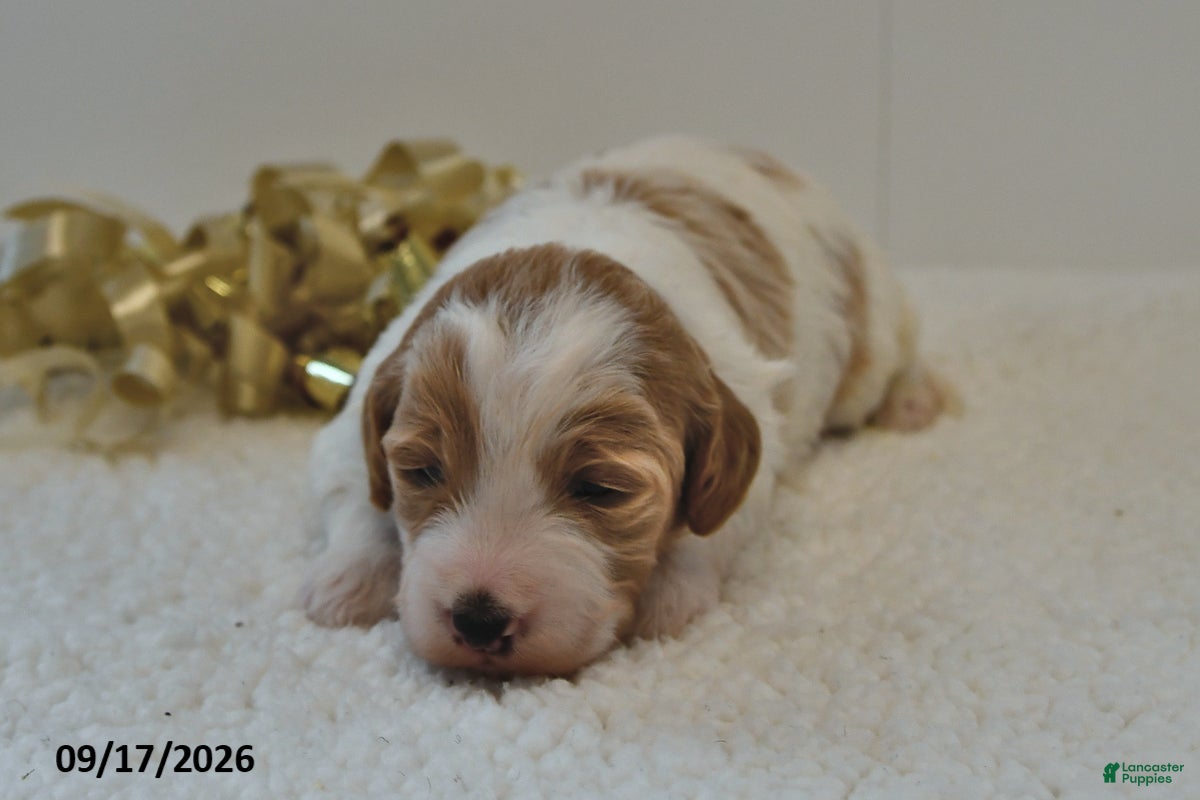 Mini Goldendoodle dogs Bo  - Ad 2