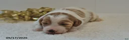 Mini Goldendoodle dogs for sale: Bo  - Ad 12