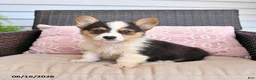 Welsh Corgi Pembroke dogs for sale: Mack  - Ad 2