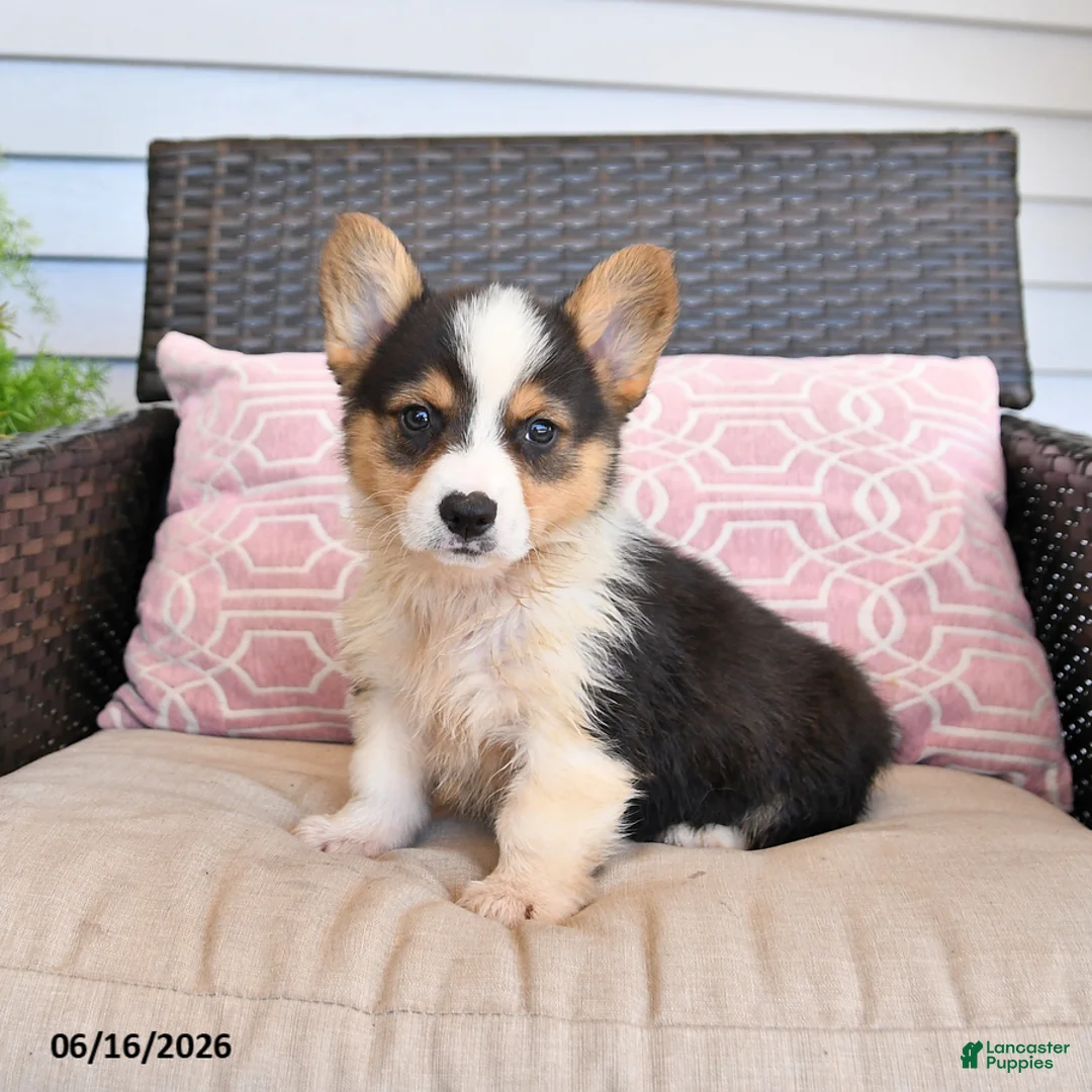 Welsh Corgi Pembroke dogs for sale: Mack  - Ad 2
