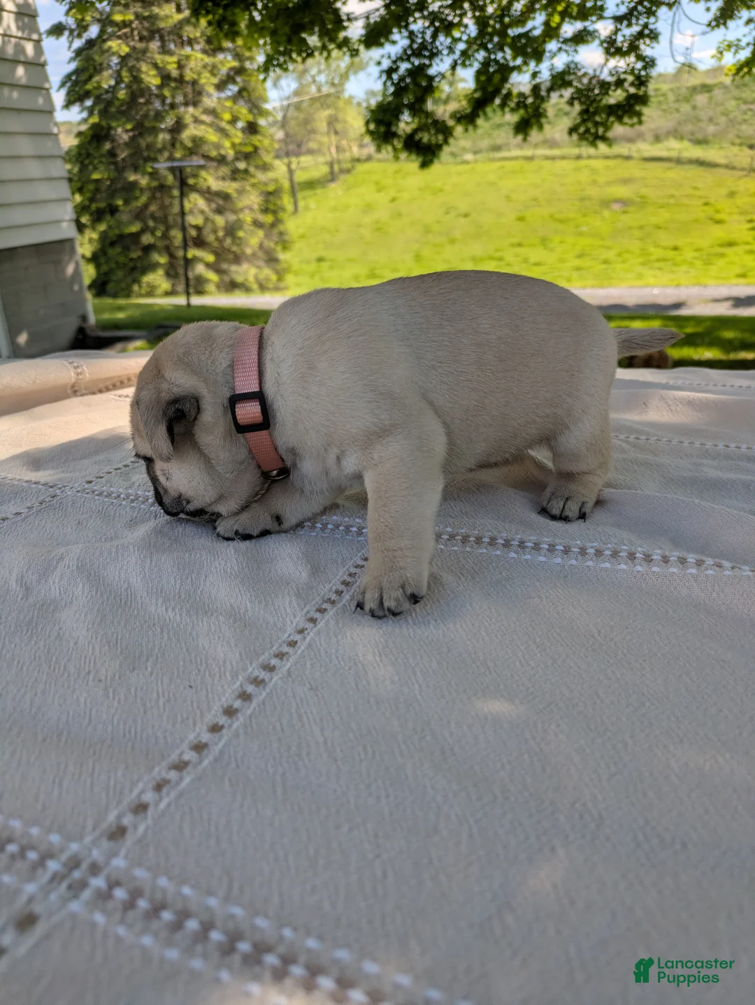 Pug dogs for sale: Lexie - Ad 3