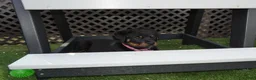 Rottweiler dogs for sale: Lily  - Ad 2