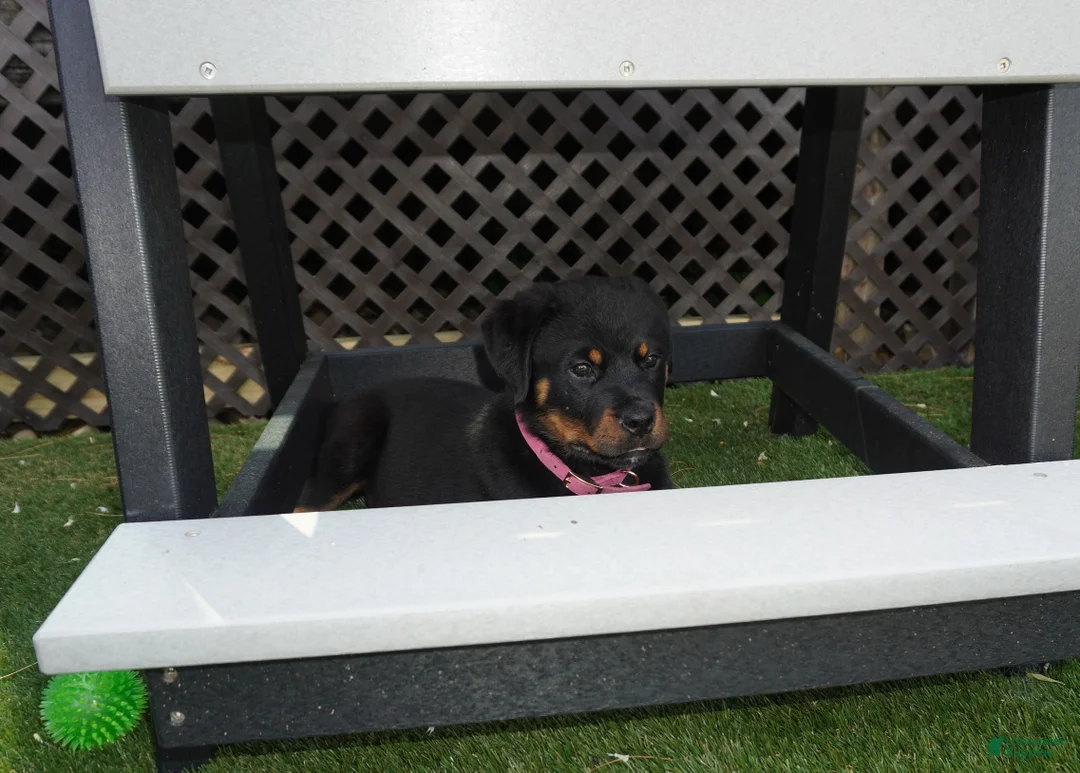 Rottweiler dogs for sale: Lily  - Ad 2