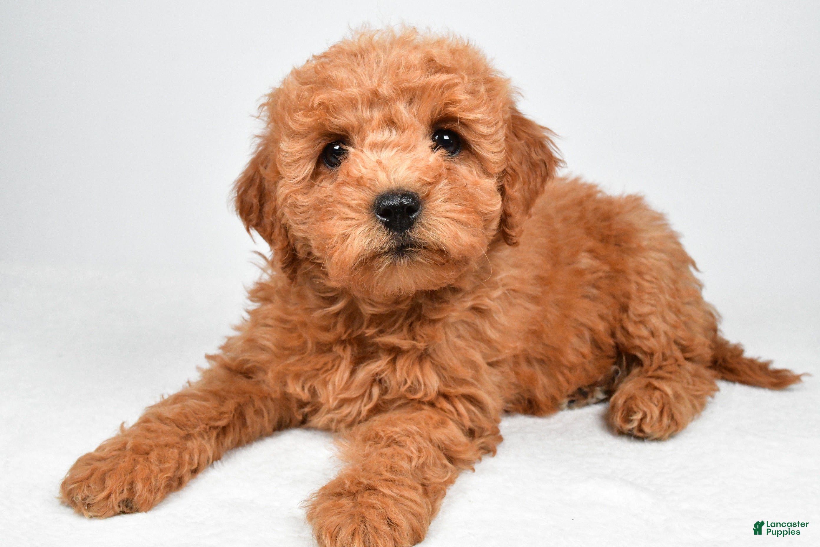 Mini Goldendoodle dogs for sale: Pearl - Ad 2