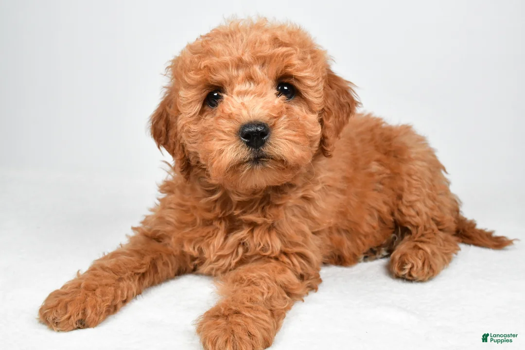Mini Goldendoodle dogs for sale: Pearl - Ad 2