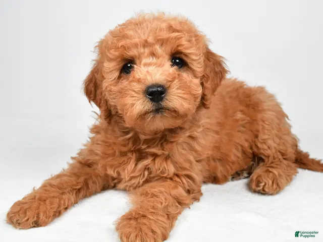 Mini Goldendoodle dogs for sale: Pearl - Ad 2