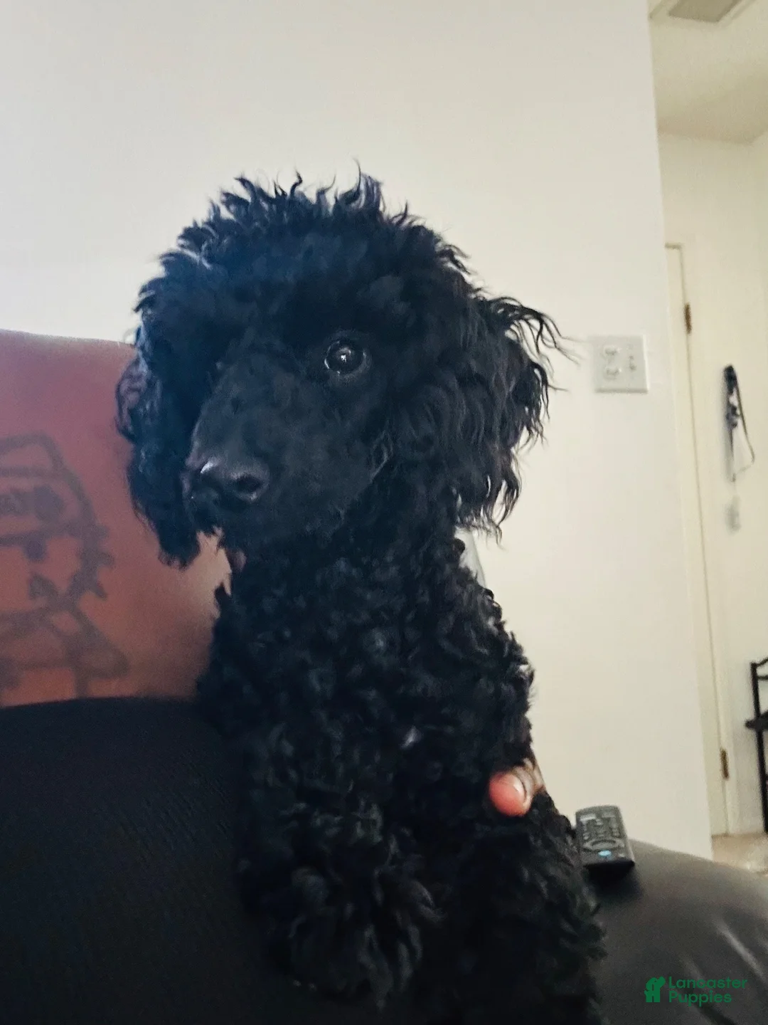 Toy Poodle dogs for sale: Batman - Ad 2