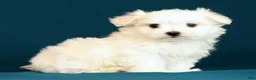 Maltese dogs for sale: Luke - Ad 6