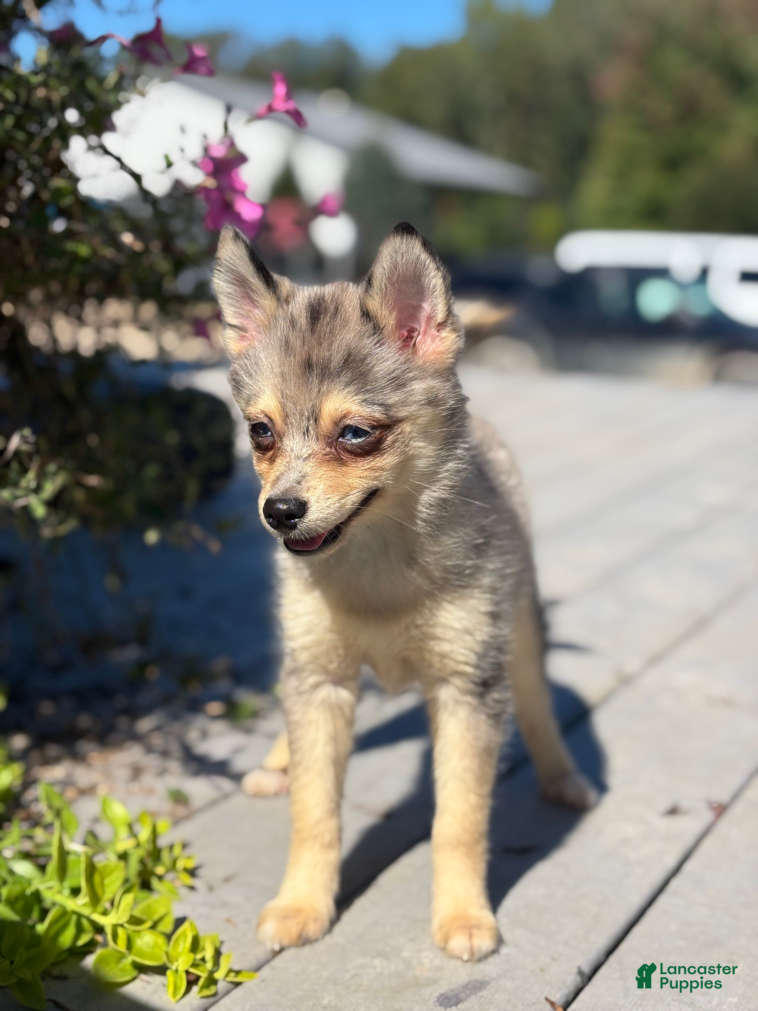 Pomsky dogs Glenda - Ad 1