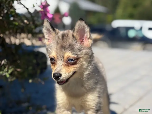 Pomsky dogs for sale: Glenda - Ad 1
