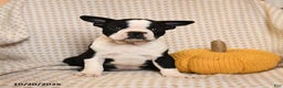 Boston Terrier dogs for sale: Clark - Ad 2