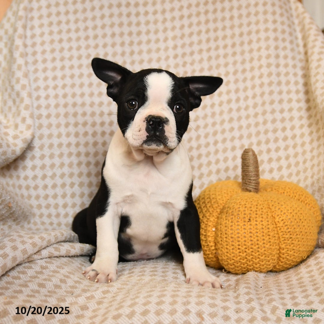 Boston Terrier dogs for sale: Clark - Ad 2