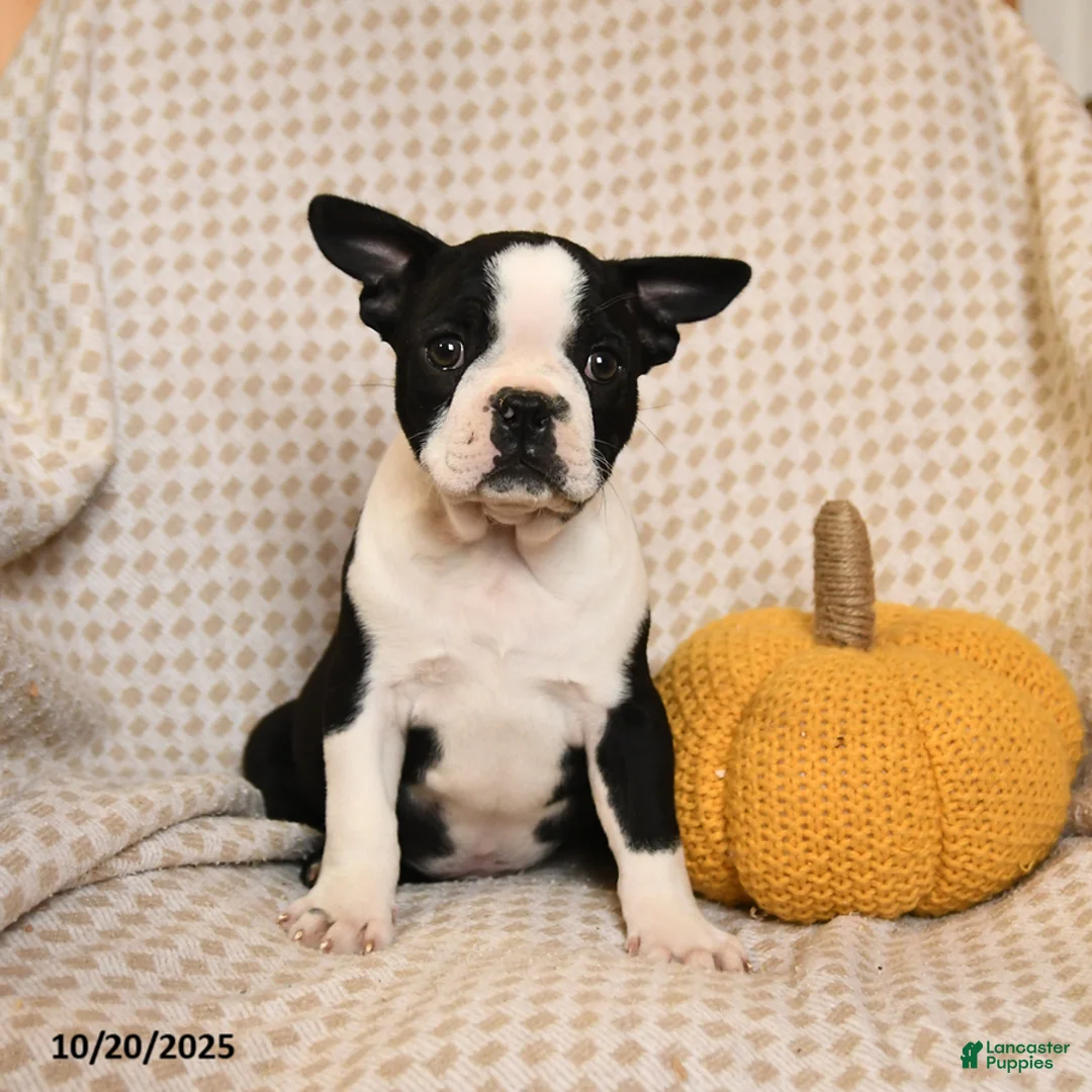 Boston Terrier dogs for sale: Clark - Ad 2