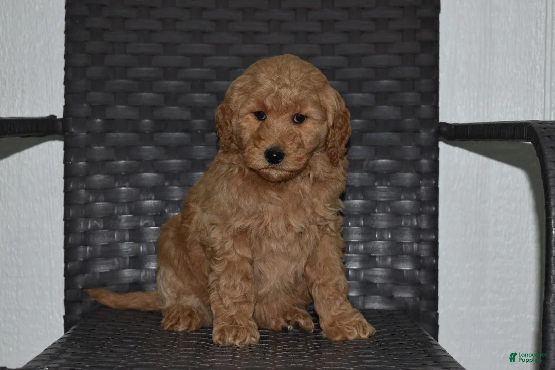 Goldendoodle dogs for sale: Angel - Ad 4