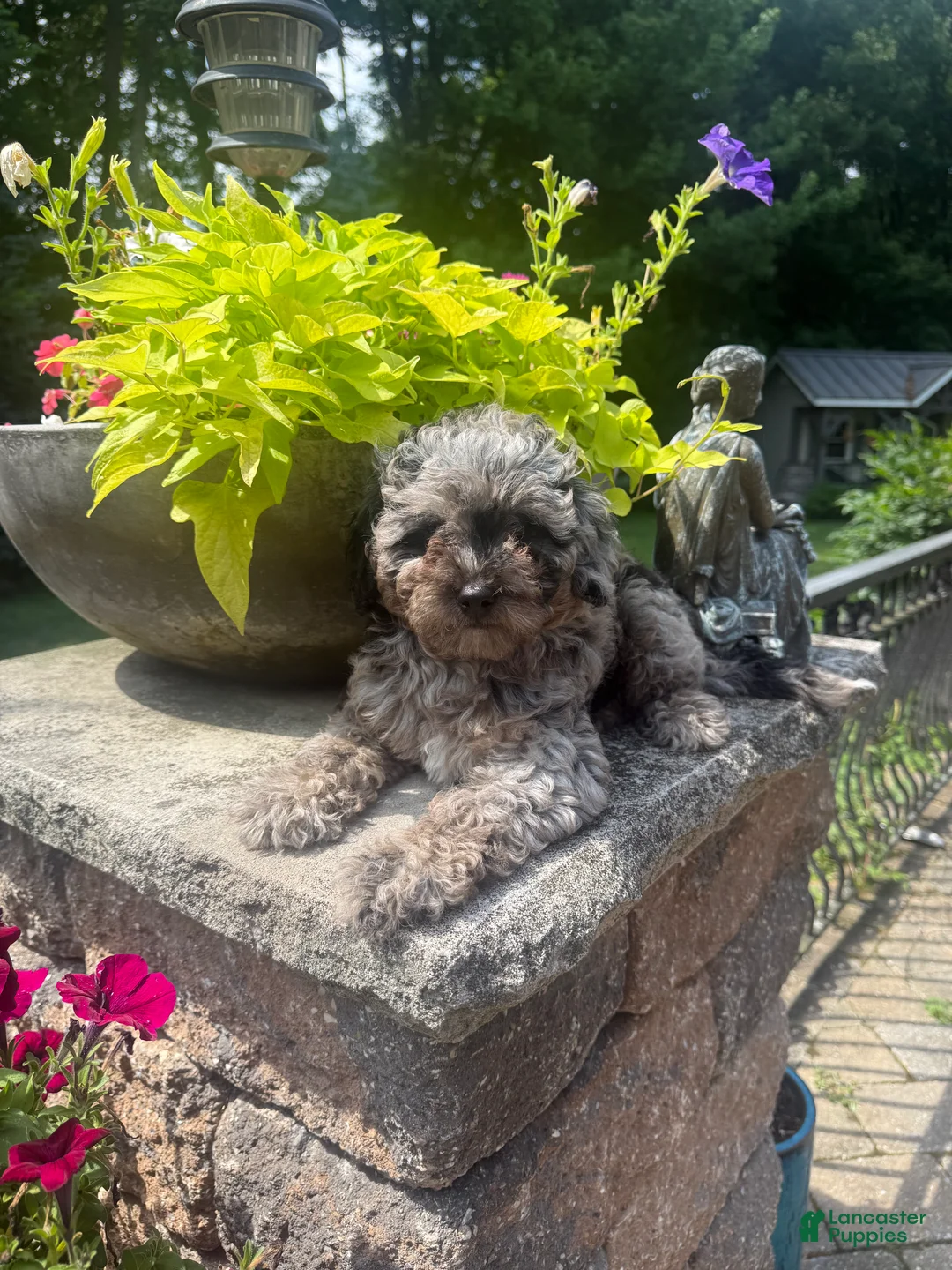 Mini Aussiedoodle dogs for sale: Ozzie - Ad 2