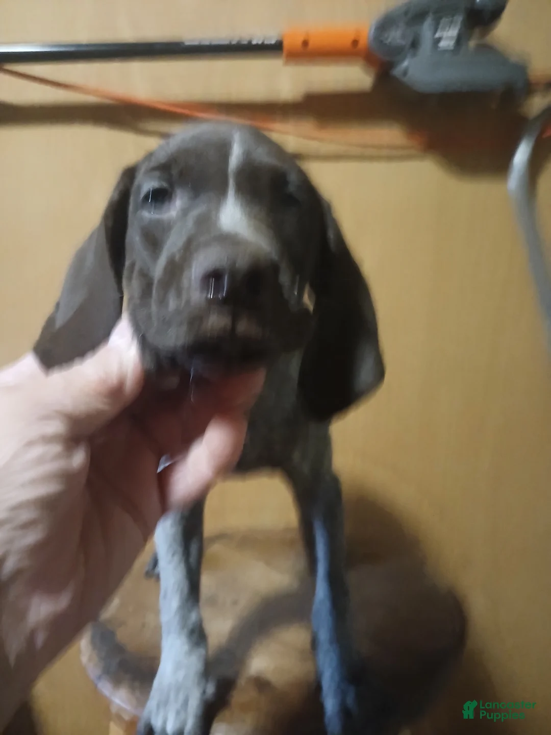 German Shorthaired Pointer dogs for sale: German Shorthaired Pointer 2 - Ad 1