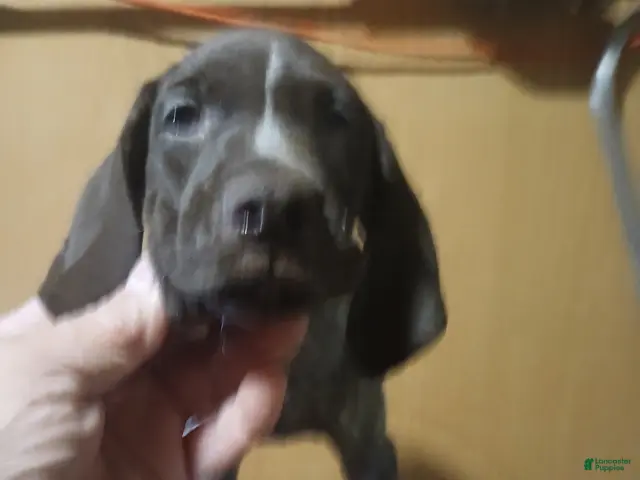German Shorthaired Pointer dogs for sale: German Shorthaired Pointer 2 - Ad 1