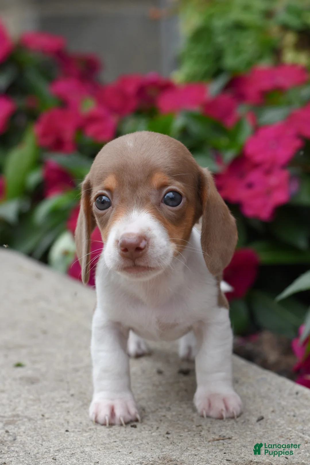 Miniature Dachshund dogs for sale: Brink - Ad 1