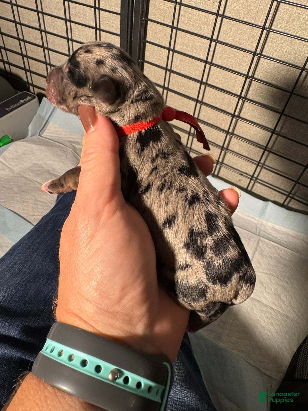 Miniature Schnauzer dogs for sale: Turk - Ad 1