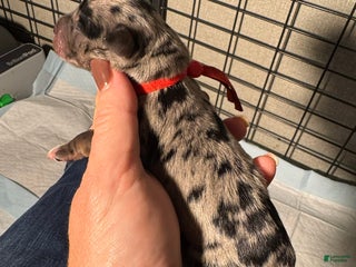 Miniature Schnauzer dogs Turk - Ad 4