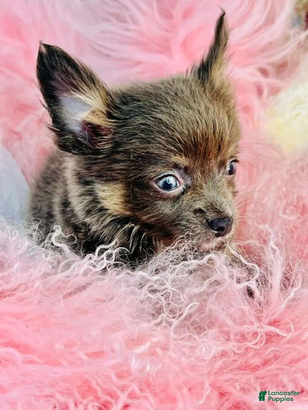 Chihuahua dogs for sale: Chihuahua 1 - Ad 2