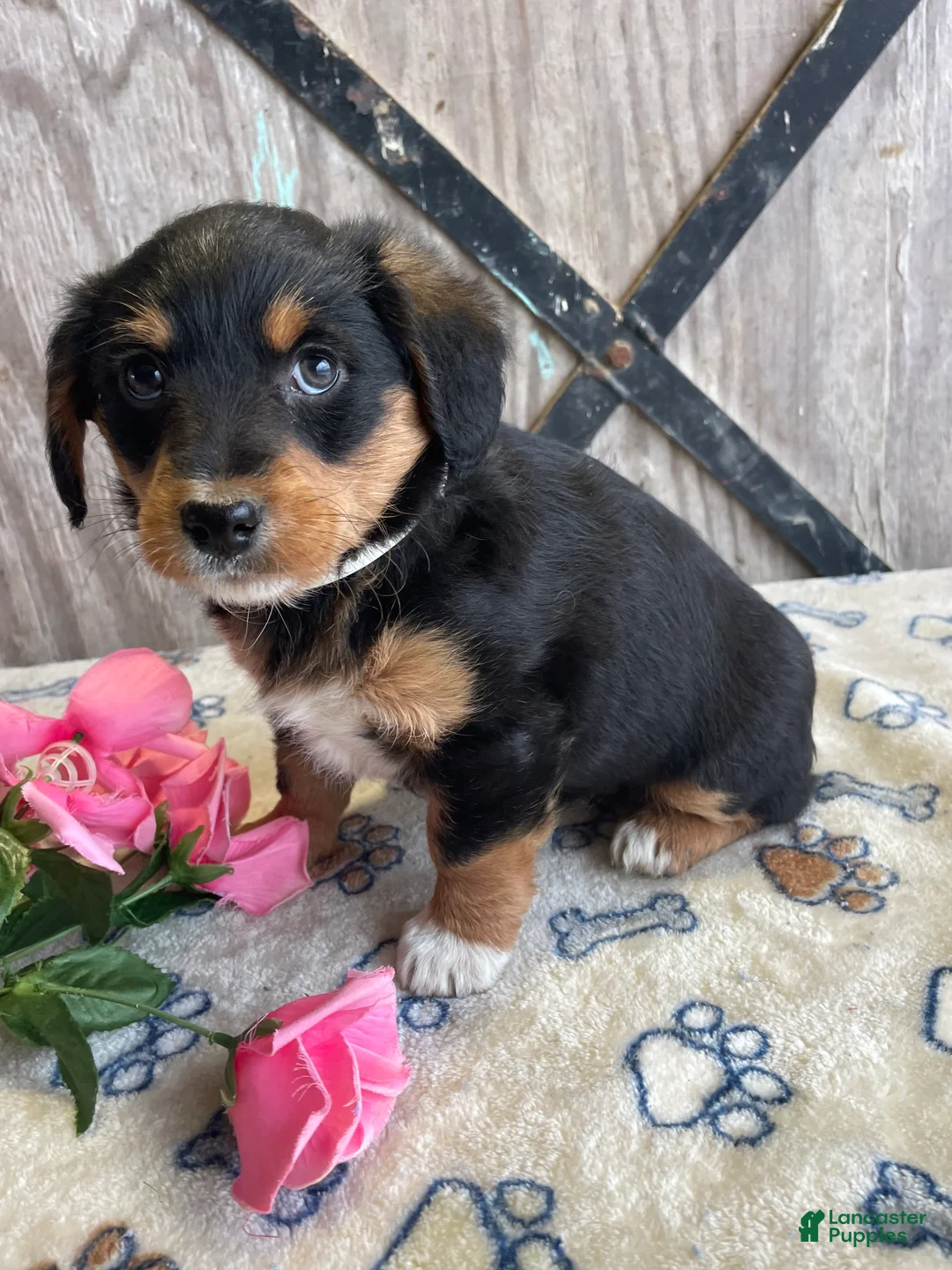 Corgipoo dogs for sale: Tara - Ad 4