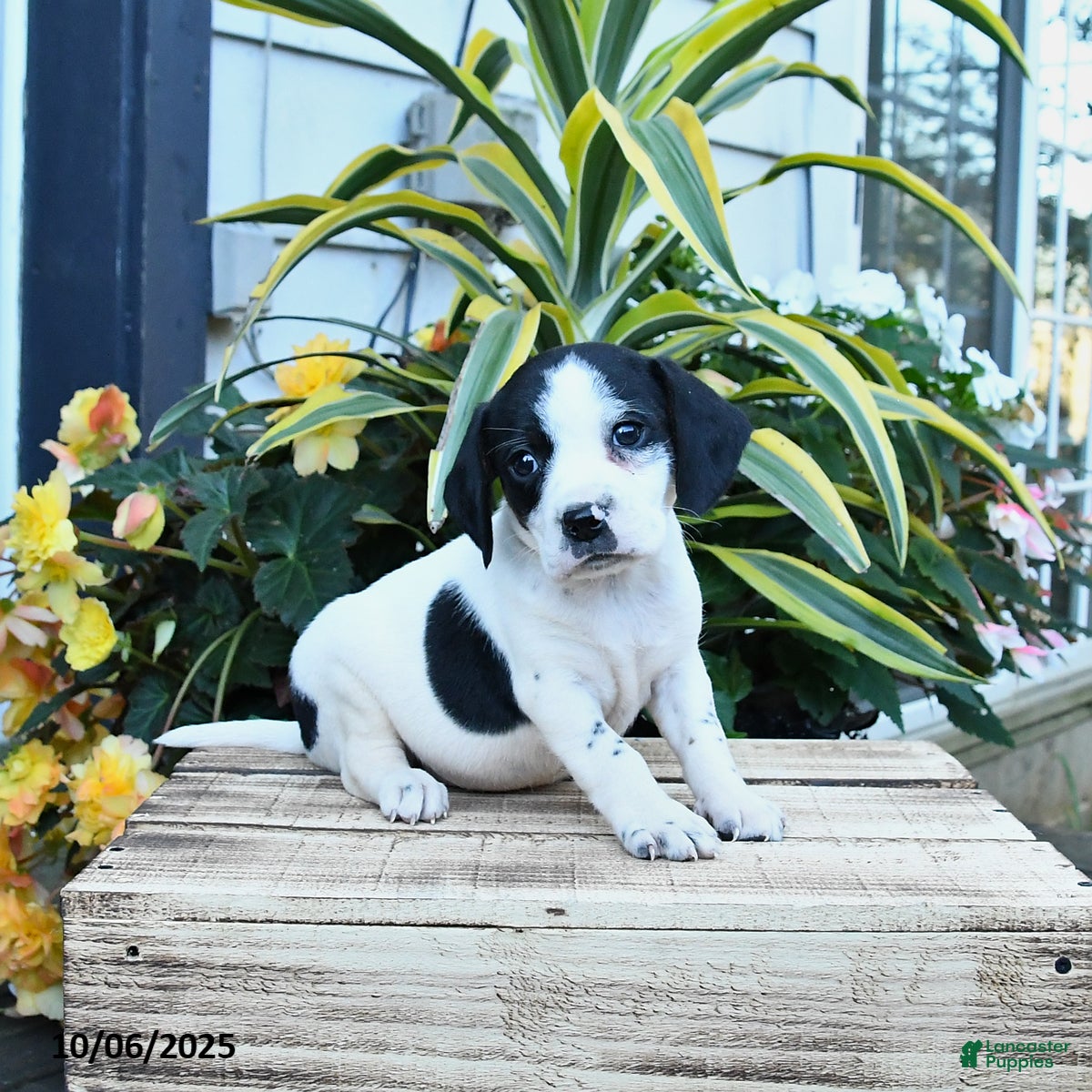 Mixed Breed dogs Emerald - Ad 2