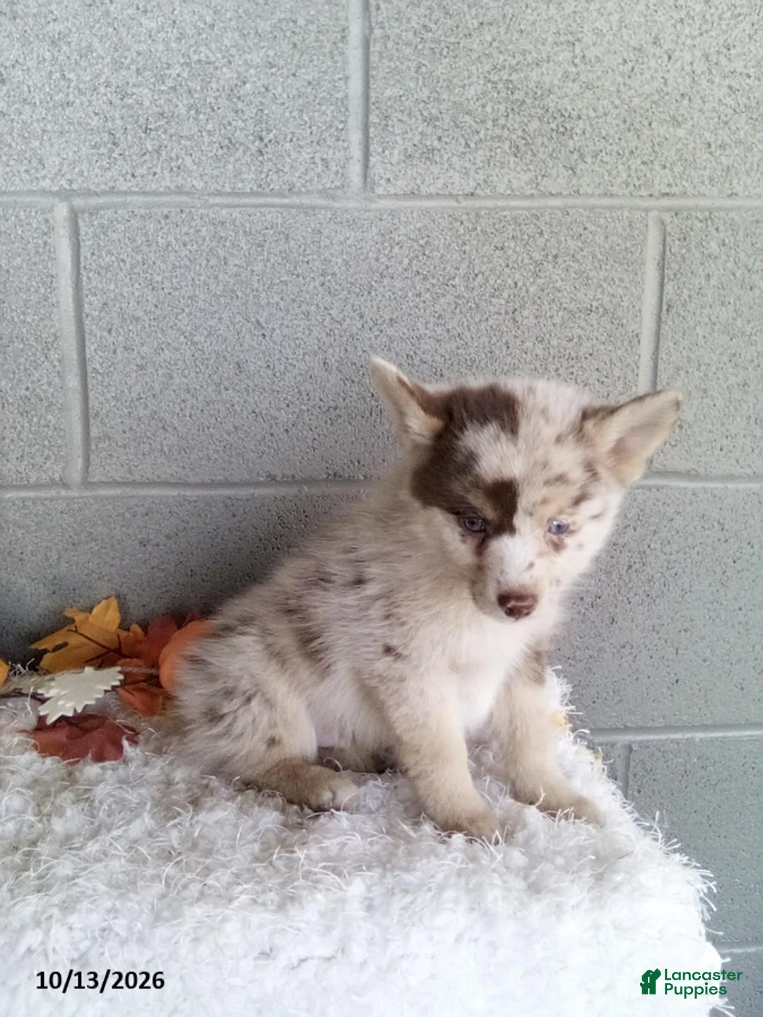 Pomsky dogs for sale: Lonnie - Ad 3