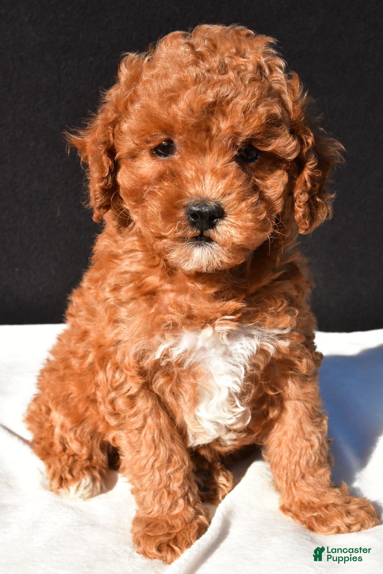 Toy Poodle dogs for sale: Sammy - Ad 2