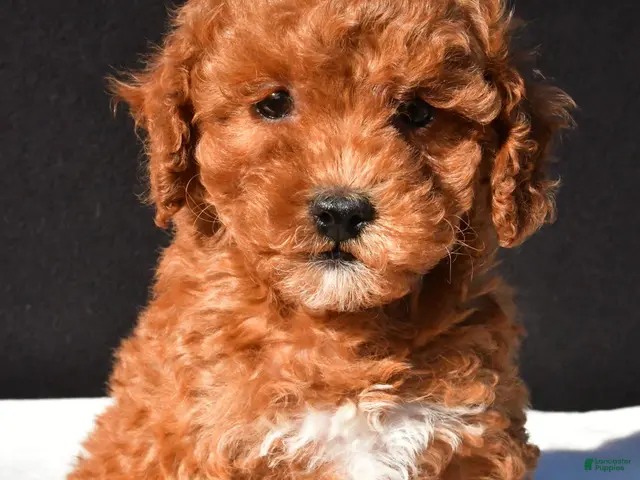 Toy Poodle dogs for sale: Sammy - Ad 2